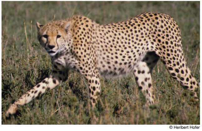 Gepard