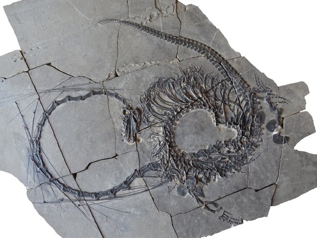 Fossils des Dinocephalosaurus orientalis 
