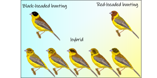 Illustration von Braunkopf- und Kappenammer und verschiedener Hybride dieser zwei Arten