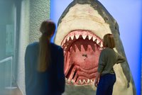 Personen vor dem Modell des Kopfes eines Megalodon