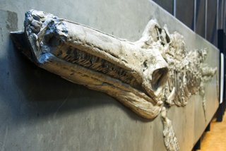 Fossil Fischsaurier Temnodontosaurus Schwarzer Jura