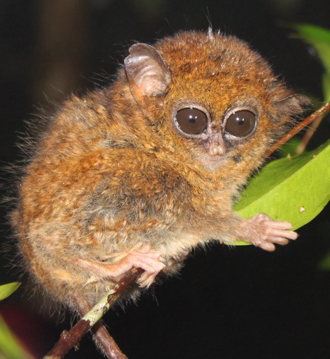 Ein Tarsier auf einem Ast.