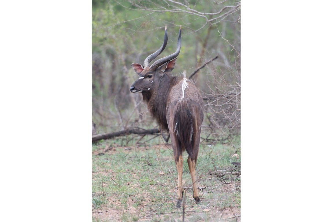 Nyala