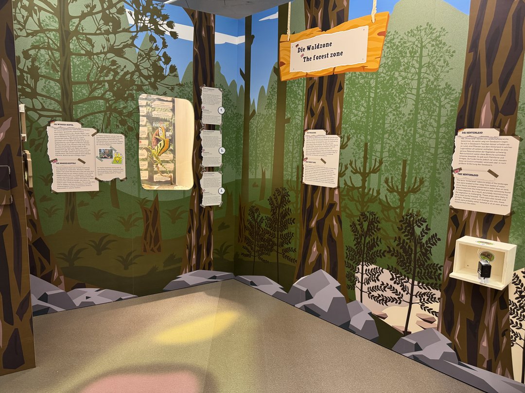 Blick in Ausstellungbereich "Wald" mit Vitrine und gezeichneten Pflanzen