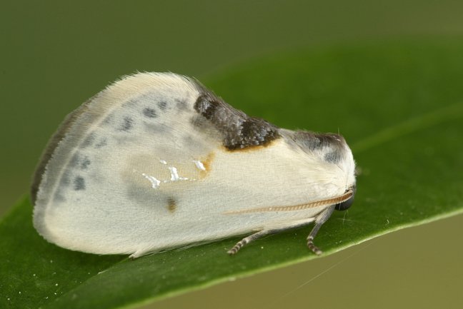 Weißer Sichelflügler mit zusammengefalteten Flügeln auf Blatt