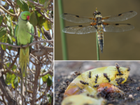 Fotokollage von Sittich, Libelle und Ameisen