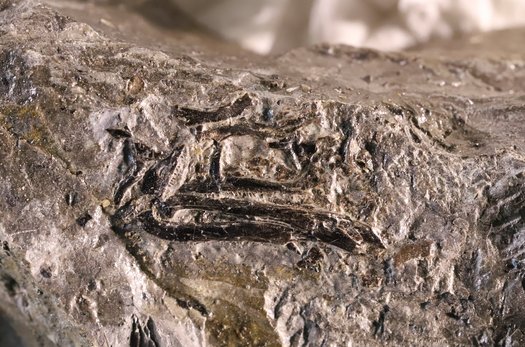 Fossil eines kleinen Reptils im Gestein