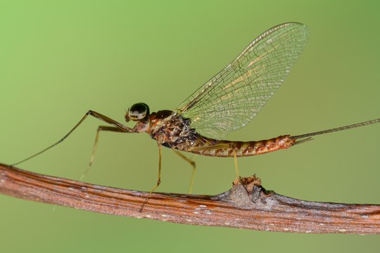 Eine männliche Eintagsfliege der Art Ecdyonurus venosus