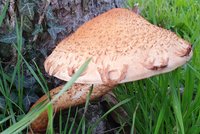 Pilzart Sparriger Schüppling