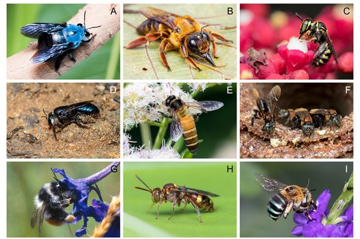 Bilder asiatischer Bienenarten angeordnet in einem 3x3 Raster