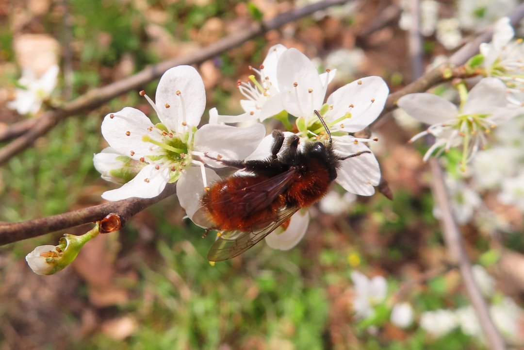 Fuchsrote Lockensandbiene auf Blüte