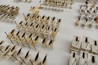 Viele Wasserläufer mit Etiketten in Sammlung