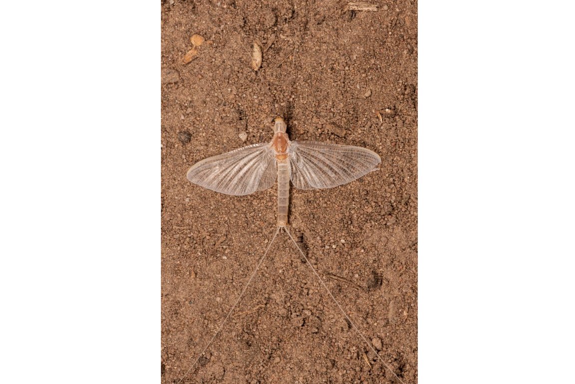 Imago