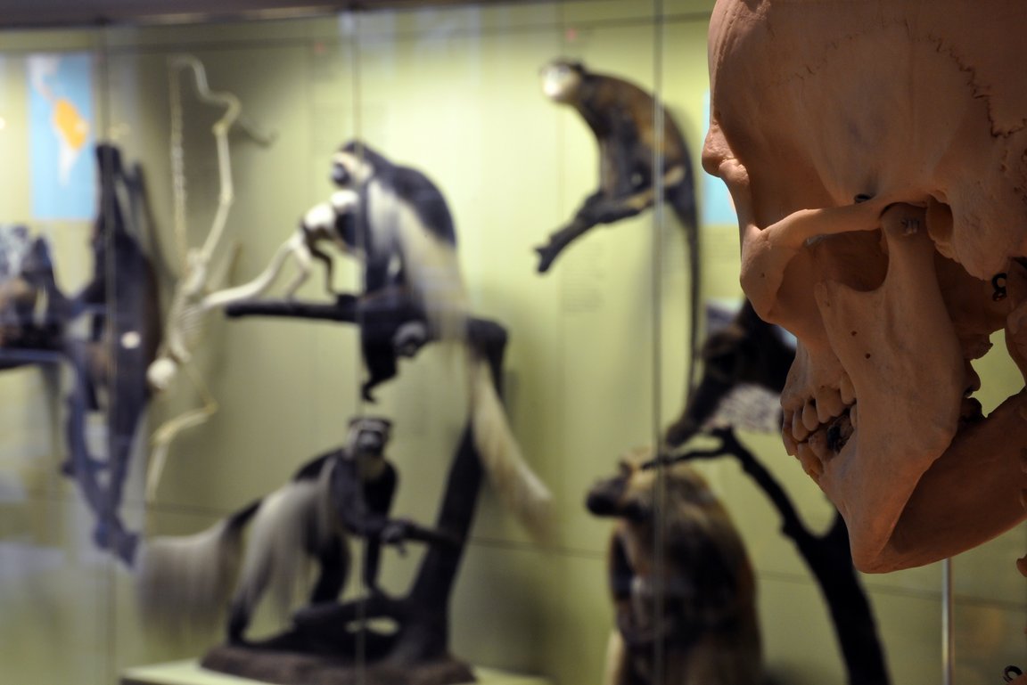 Übersicht Ausstellungsbereich Primaten