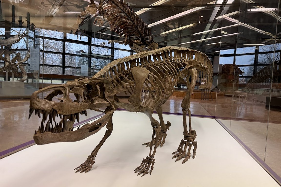 Skelettmodell des Sauriers Batrachotomus