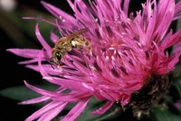 Goldfurchenbiene an Flockenblume