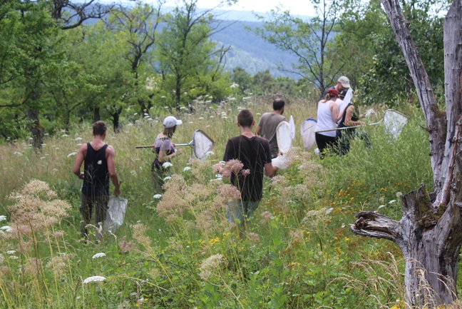 KomBioTa: Studierende auf einer insektenkundlichen Exkursion