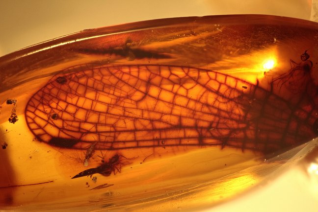 In Bernstein eingeschlossener Insektenflügel