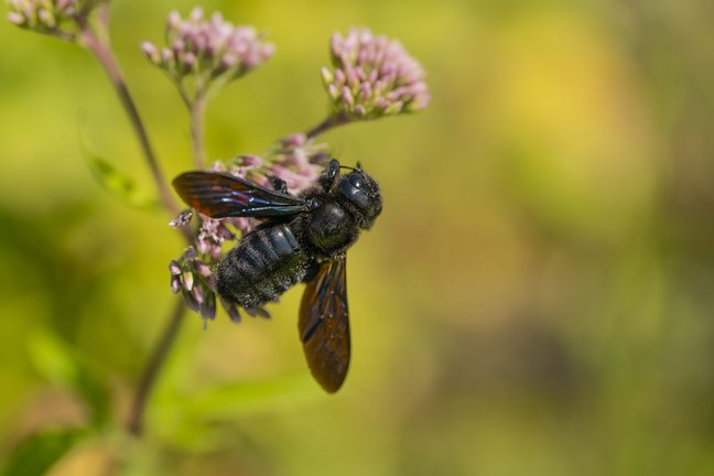 Ein Weibchen der Blauschwarzen Holzbiene beim Blütenbesuch