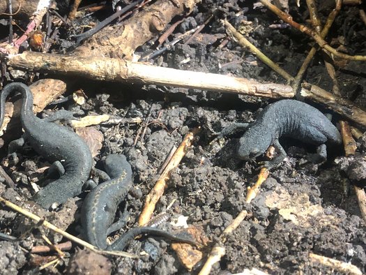 Drei Molche am Boden