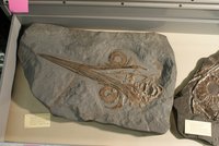 Schädel des Fischsauriers Stenopterygius