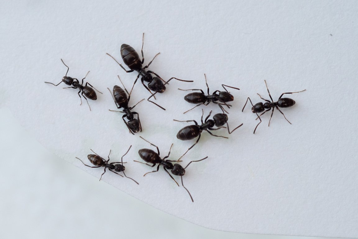 Mehrere Individuen zweier verschiedener Ameisenarten im Größenvergleich