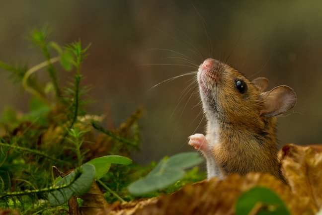 Waldmaus