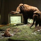 Modelle Mammutfamilie