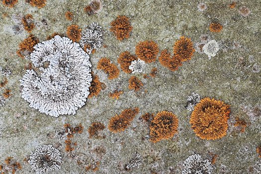 Weiße und orangene Flechten auf grauem Gestein