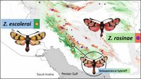 Verbreitungskarte zweier Widderchen-Arten und deren Hybridform im Iran