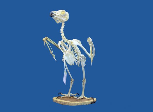Ein echtes Vogelskelett, montiert auf einer flachen Holzscheibe vor einem blauen Hintergrund