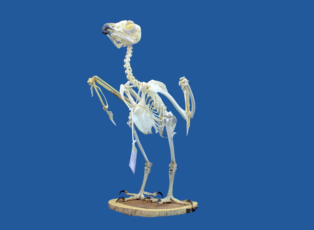Ein echtes Vogelskelett, montiert auf einer flachen Holzscheibe vor einem blauen Hintergrund