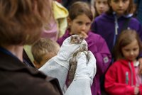 Person mit Sicherheitshandschuhen hält Siebenschläfer vor einer Gruppe Kinder.