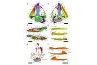 3D-Rekonstruktion des Schädels einer fossilen Brückenechse in verschiedenen Ansichten. Die unterschiedlichen Knochen sind farbig hervorgehoben.