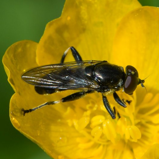 Schwebfliege Xylota jakutorum