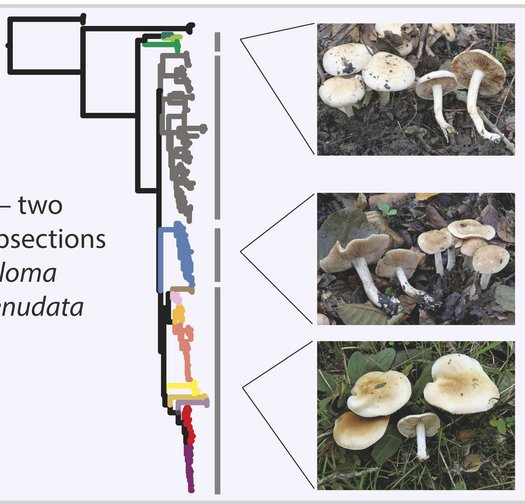 Verwandtschaftsverhältnisse des Pilzes Hebeloma und Detailaufnahmen und Zeichnungen von Merkmalen