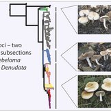 Verwandtschaftsverhältnisse des Pilzes Hebeloma und Detailaufnahmen und Zeichnungen von Merkmalen