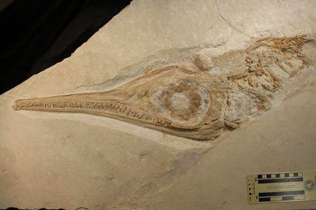 Partial skeleton of the ichthyosaur Jabalisaurus tethyensis