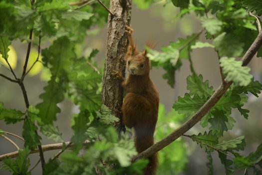 Eichhörnchen im Baum