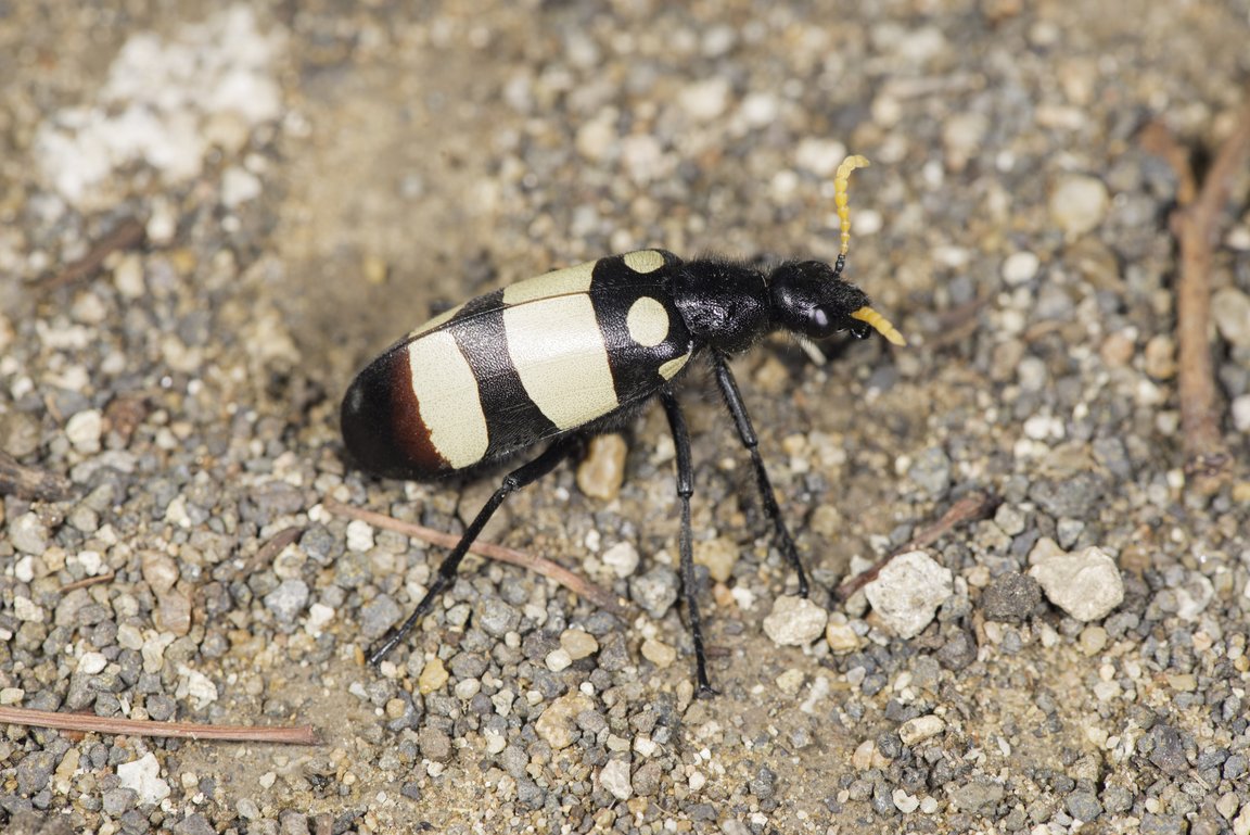 Mylabris oculata