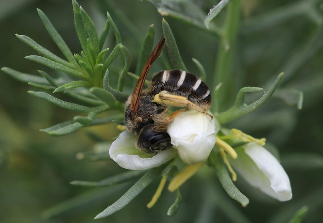 Bee of the species Halictus sp. visiting a flower. Copyright: Qingsong Zhou.