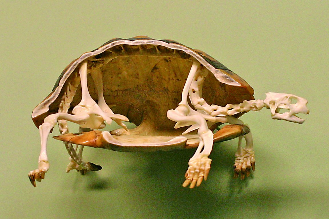 Skelett Schildkröte mit angeschnittenem Panzer