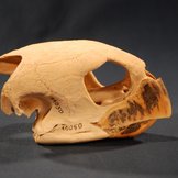Schädel einer Karettschildkröte