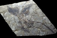 Microraptor Fossil