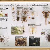 Sammlungskasten mit Übersicht über Spinnentiere