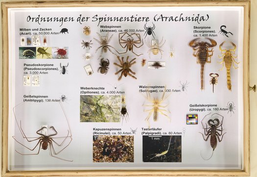 Sammlungskasten mit Übersicht über Spinnentiere