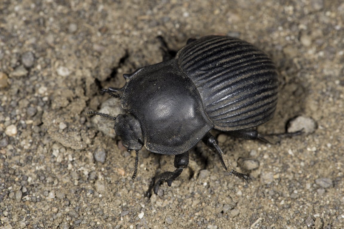 Anomalipus elephas