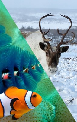Weihnachtssuchspiel