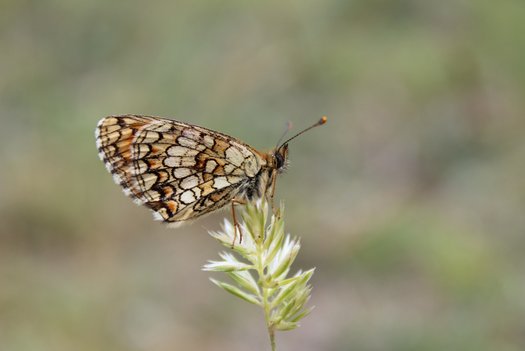 Scheckenfalter auf Blüte.