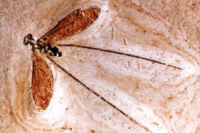 Fadenhaft Fossil